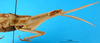 CollectionObject 1501099; 5ec2635a-366a-473d-ba56-4958ea5f0400: female, lateral view of head and pronotum (holotype). (CollectionObject).
