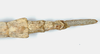 CollectionObject 1558921; 67f0d01b-579a-4d70-a077-8b7fd6095126: copyright RMNH, Leiden. female: end of abdomen, dorsal view of Phasma angulata Stoll, 1813 [renamed micropterus] (holotype). (CollectionObject).