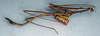 CollectionObject 1558604; 926895c9-7be4-4c68-b2ac-c48c74edc28f: copyright NMW, Vienna. male, lateral view (syntype). (CollectionObject).;CollectionObject 1558605; 8e8ce501-1cd2-4740-90e6-61494de6d88f: copyright NMW, Vienna. male, lateral view (syntype). (CollectionObject).