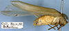 CollectionObject 1532216; d379f50e-c807-42ad-8cce-e93b3825b0ad: male, lateral view (syntype). (CollectionObject).