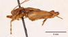 CollectionObject 1523768; 6efb9912-ebd8-47f3-b17d-bdcaa303a683: male, lateral view (holotype). (CollectionObject).