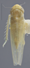 Habitus, dorsal view: Dorsal. Lighter colored specimen. (Observation).