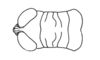 Neopedies digitatus Ronderos, 1991: Fig. B. male, head and pronotum, dorsal view. (Otu).