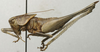 CollectionObject 1535197; 2e25c506-521d-4fc0-b461-bbe7b2a2751a: female, lateral view (syntype). (CollectionObject).