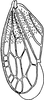 Forewing: !! display not done !! on Penthimia nigra (Goeze, 1778): Forewing. (Observation).