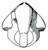 Head: !! display not done !! on Cosmotettix (Cosmotettix) Ribaut, 1942: Cosmotettix delector, face. (Observation).