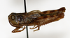 CollectionObject 1528782; c7171385-8ce9-4032-80dc-ec61c778ef26: male, lateral view (holotype). (CollectionObject).