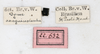 CollectionObject 1589222; NMW 655', 4f6e07bd-0b60-4a7d-beb0-83fc4abc10da: copyright NMW, Vienna. male, data labels (lectotype). (CollectionObject).