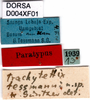 CollectionObject 1537528; f34b3ef0-11da-4d82-ab3a-c6ebb322b6fb, DORSA D004XF01: labels (paratype). (CollectionObject).