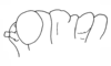Episomacris tarsata Carbonell & Descamps, 1978: Fig. 55. male, head and pronotum, lateral view. (Otu).