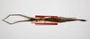 CollectionObject 1563564; 9782836e-9723-4973-b096-2757c733e78e: copyright ZMHB, Berlin. female, dorsal view (syntype). (CollectionObject).