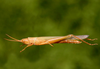 Belosacris coccineipes (Bruner, 1906): male. (Otu).