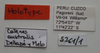 CollectionObject 1594976; 5b857117-fb1c-4e7f-89a3-159801cebf71: Catenes australis. Holotype Labels.(MLP) - (CC BY-NC 4.0) - Photo by Eugenia Minghetti, reproduced with permission from the Museo de La Plata, La Plata, Argentina. (CollectionObject).