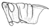 Conometopus sulcaticollis (Blanchard, 1851): Fig. 48. Female, head and pronotum (Trancas). (Otu).