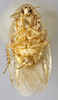 CollectionObject 1569221; 17d0d754-d7af-4992-a964-19c15fa15288: Photo by Heidi Hopkins. Holotype, adult male, ventral habitus. (CollectionObject).