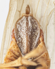 Ovipositor: !! display not done !! on Stenocranus (Codex) dorsalis (Fitch, 1851): (Observation).