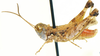 Pseudogmothela stauronota (Uvarov, 1921): male, lateral view. (Otu).