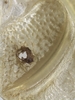 CollectionObject 1542359; INBio INB0003981282, 7410cbc5-dcad-41ee-9850-dda9698a6279: male, left tegmen in ventral view, stridulatory file (specimen from Costa Rica). (CollectionObject).