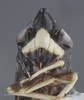 Head: !! display not done !! on Cochlorhinus pluto Uhler, 1876: Head/Face. (Observation).