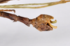 CollectionObject 1562153; d62f7024-ccfe-4f83-b2df-45069f6c7e4c: copyright ZMHB, Berlin. male: end of abdomen, lateral view (holotype). (CollectionObject).