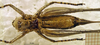 CollectionObject 1521369; 026c456f-19c1-4e17-adcf-99b638704cf8: female, ventral view (holotype). (CollectionObject).