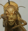 CollectionObject 1534986; c8319368-b54d-49d3-b12a-1185f4c22d4a: male, frontal view (holotype). (CollectionObject).