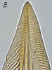 Ovipositor on Bretega ensiverpa Stiller, 2017: Valvula I, apically. (Observation).