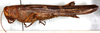 CollectionObject 1499618; e50dbc8b-eb4f-4d26-96da-ed12f207743f: female, lateral view (allotype). (CollectionObject).