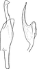 Stylus: !! display not done !! on Alnetoidia (Alnetoidia) alneti (Dahlbom, 1850): Stylus. (Observation).