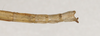 CollectionObject 1558051; 110c9e8b-e841-491f-91a0-eda43ffbf9f8: copyright, St. Petersburg. Holotype male, end of abdomen, dorsal view. (CollectionObject).
