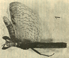 CollectionObject 1591856; a70600ad-4b6d-477f-a22c-0bc533c1019a: from original description. male (holotype). (CollectionObject).