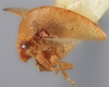 Habitus, lateral view on Amastris minuta Funkhouser, 1922: (Observation).