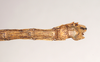 CollectionObject 1590160; f26e54d3-06f5-4eac-91a1-e629f092c270: copyright Natural History Museum, London. male: end of abdomen, ventral view (syntype). (CollectionObject).
