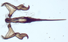 Aedeagus, ventral view: !! display not done !! on New Species A: Loeia Duan, 2017: (Observation).