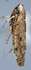 Habitus, lateral view: (Observation).