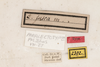 CollectionObject 1531299; f83e2ff5-29ac-4f62-9931-07564c9fac13: female #1, labels (paralectotype). (CollectionObject).
