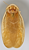 CollectionObject 1567096; 2abdf7eb-1ce8-4983-b0c4-5208a0522e47: Photo by Heidi Hopkins. Holotype, adult male, dorsal habitus. (CollectionObject).