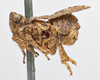Habitus, lateral view on Danepteryx manca Uhler, 1889: (Observation).