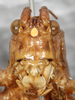 CollectionObject 1544459; d51a4213-70da-4b9a-89ef-ff2adee9484c: female, face (paratype). (CollectionObject).