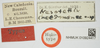 CollectionObject 1517850; aef624cc-3dd7-4322-a226-59f0b3504333, NHMUK10924417: labels (holotype). (CollectionObject).