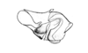 Elysiacris ensicornis Cigliano, 1999: Fig. 188. cingulum and endophallus, lateral view. (Otu).