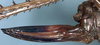 CollectionObject 1531935; c164e09d-2eb4-400b-bb5c-6011ae245290: ovipositor (holotype). (CollectionObject).