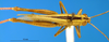 CollectionObject 1593175; 7e80f85d-fe22-464b-9cf8-3b9f0d1d4f75: male, dorsal view (Acridium dorsatum). (CollectionObject).