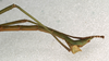 CollectionObject 1557757; 11cbf237-f501-426b-980f-93ea558d0337: copyright NMW, Vienna. male: end of abdomen, lateral view (syntype). (CollectionObject).;CollectionObject 1557758; 76fe8e28-38d1-40c9-893d-8c7395fa3858: copyright NMW, Vienna. male: end of abdomen, lateral view (syntype). (CollectionObject).;CollectionObject 1557759; ab2c6d27-eee0-44a7-a9ca-ff9d248f36e1: copyright NMW, Vienna. male: end of abdomen, lateral view (syntype). (CollectionObject).