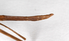 CollectionObject 1563538; cf8d029b-be5c-486f-ba58-bd4ca2cde48a: copyright ZMHB, Berlin. female, lateral view (syntype). (CollectionObject).