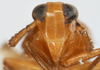 Head on Delphacodes sucineus Beamer, 1948: (Observation).