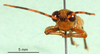 CollectionObject 1577148; 50d8a621-6313-4399-9311-2c548e71d65f: male, frontal view (paratype). (CollectionObject).