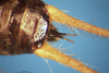 CollectionObject 1505326; 06763844-0603-4a69-8408-8af466275265: male, abdomen tip (holotype). (CollectionObject).