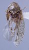 Habitus, dorsal view on Arawa Knight, 1975 n. sp. 30-83: (Observation).