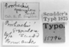 CollectionObject 1523913; b22fa4b6-95dd-4a53-9eab-b39693f17931: Image Carbonell, C.S. labels (holotype). (CollectionObject).